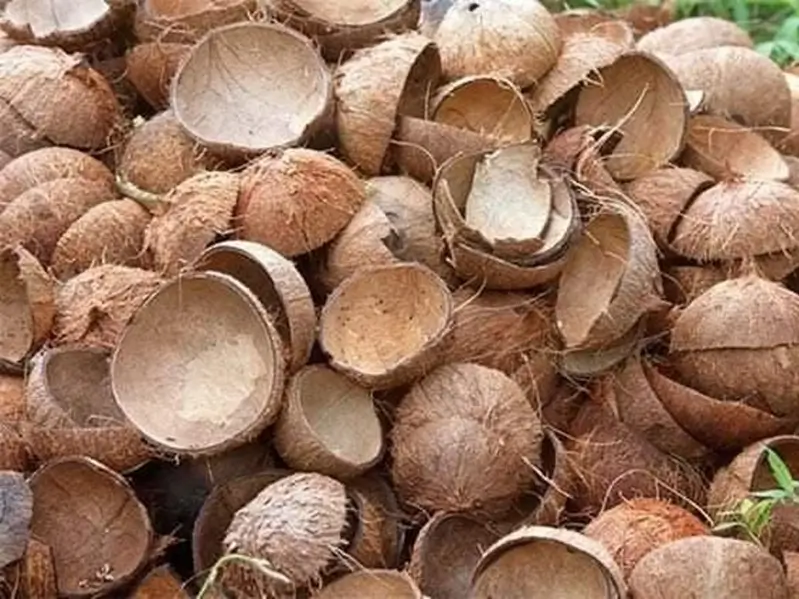 Coconut Shell (1)