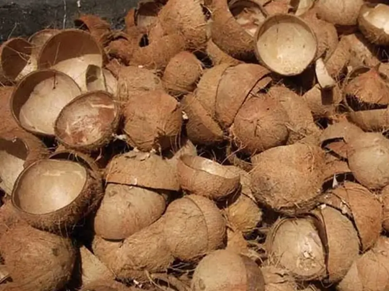 Coconut Shell (3)